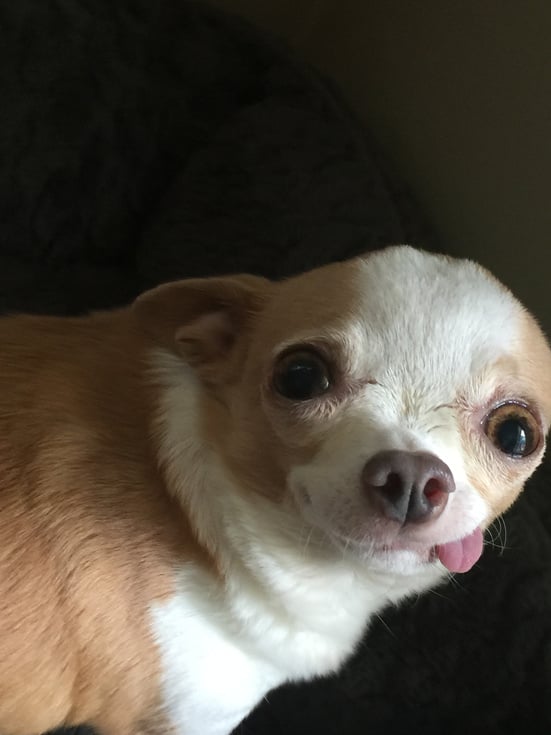 Toothless Chihuahua with Tongue Sticking Out, with Head Room for type/ memes/ advertising